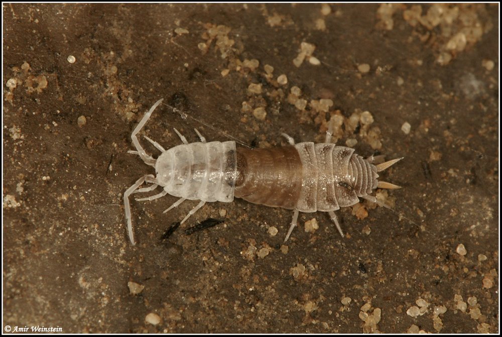 Isopoda d''Israele - Porcellionides pruinosus